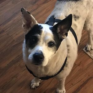 Meet your Posher, Amanda rachelle